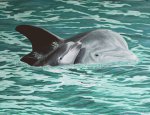 Delfin mit Jungem 60 x 80 cm